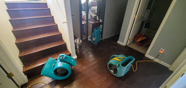 Best Professional water damage repair  in Basye, VA